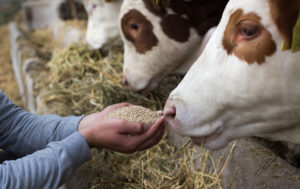 How Advances in Animal Feeds Are Changing the Industry