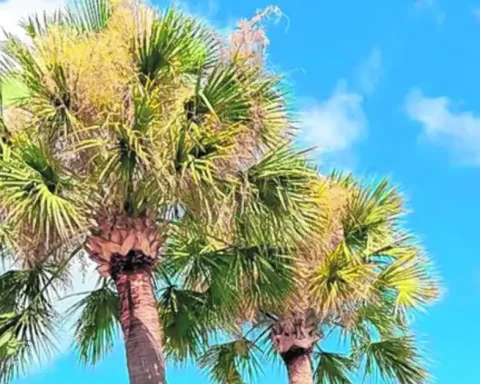 Are Palm Trees Native to Florida