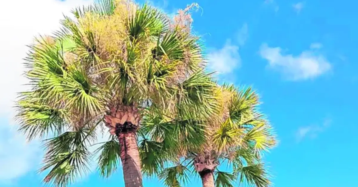 Are Palm Trees Native to Florida